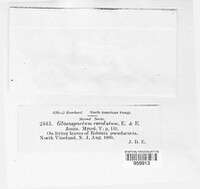 Gloeosporium revolutum image